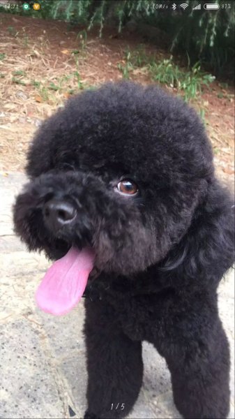 无锡滨湖区丢失泰迪犬小白 寻狗启事