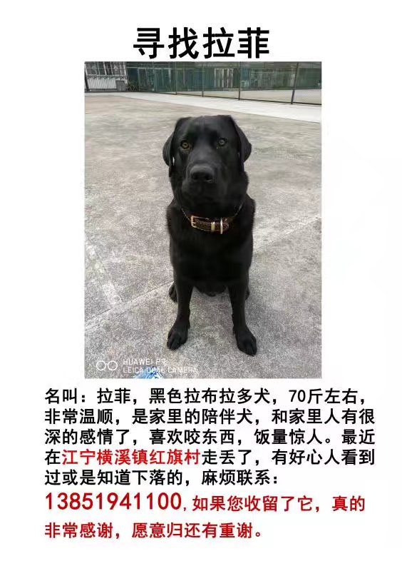 南京江宁区横溪镇寻找拉菲拉布拉多公狗