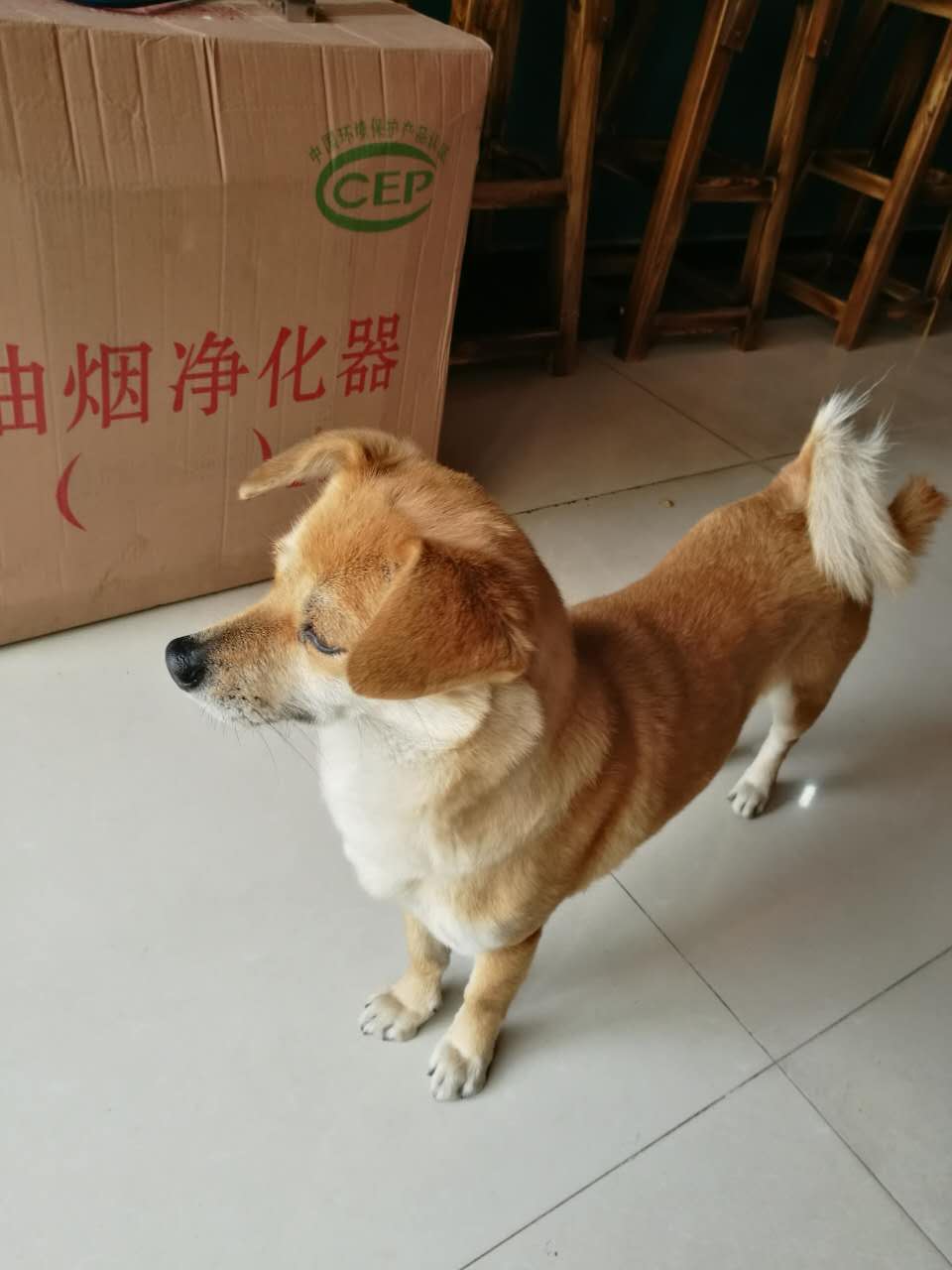 安庆望江县田园犬小白失踪寻狗启事
