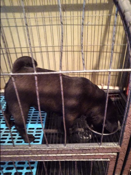 寻找巴哥小黑|辽宁沈阳失踪巴哥母犬启事