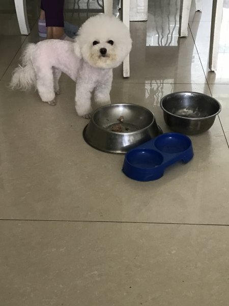 寻狗启事：淄博比熊小白失踪