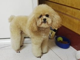 淮安市淮阴区樱花园寻找丢失的泰迪小公狗