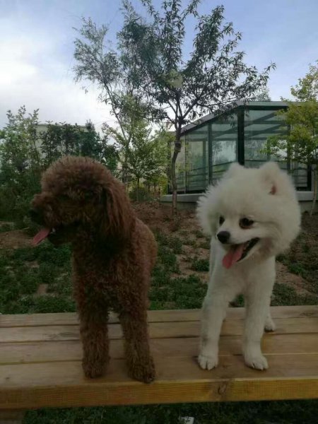 呼和浩特博美犬虎蛋走失寻找启事