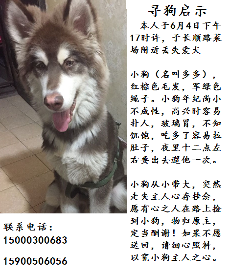 长顺路菜场附近寻狗启示