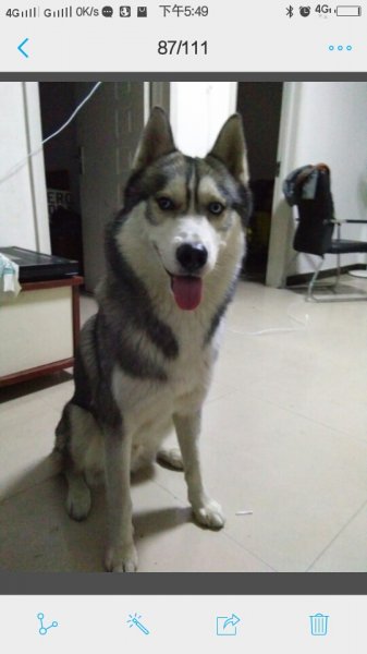寻狗启事：急寻爱犬哈士奇嘟嘟