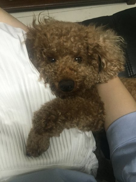 罗湖新秀寻泰迪
