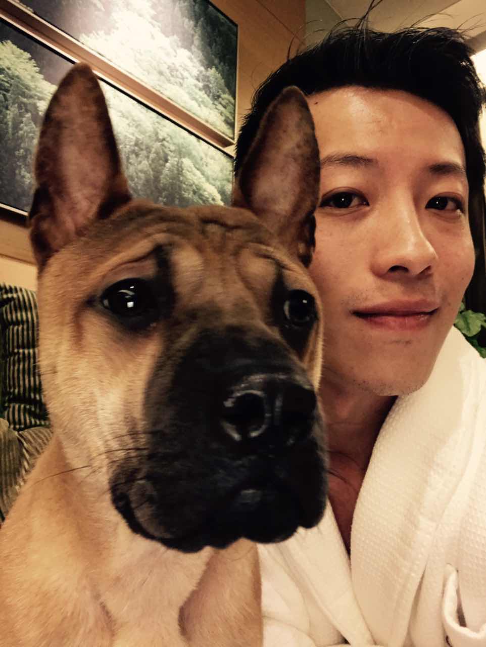 成都寻找川东猎犬小钢炮的启事