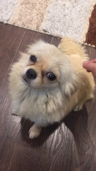合肥滨湖走失博美犬寻主
