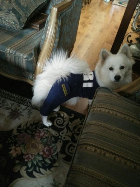 急找银狐犬 宝贝小白走丢了