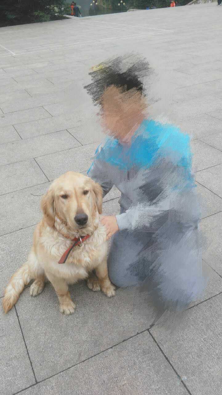 贵阳市寻找金毛骨头寻狗启事