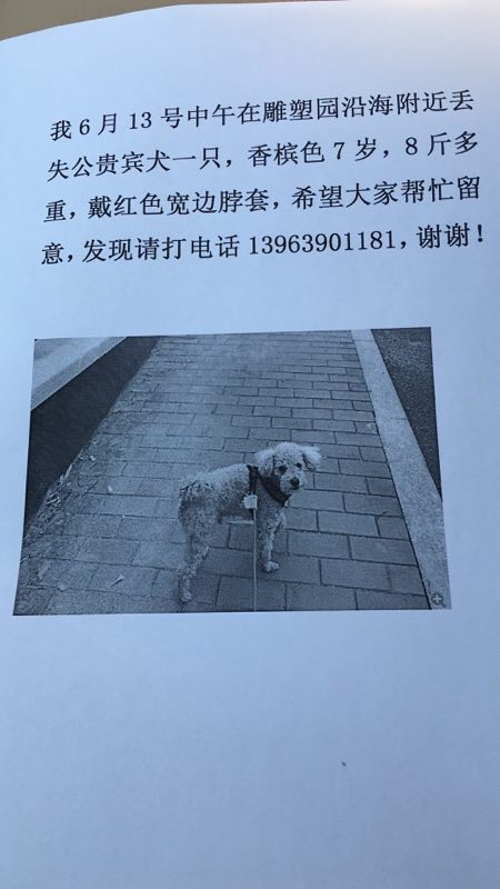 青岛丢失香槟色贵宾犬一只，寻狗启事
