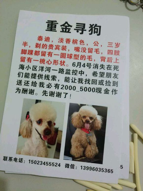 重庆江北死海小区洋河一路附近寻找丢失的泰迪小泰泰