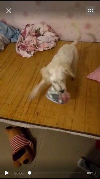 深圳寻泰迪犬笨笨，拜托帮忙！