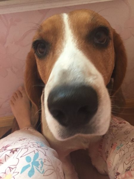 合肥南门换乘中心附近走失的比格犬小比寻回启事