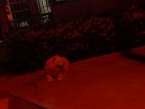 总部基地附近谁丢萨摩耶了