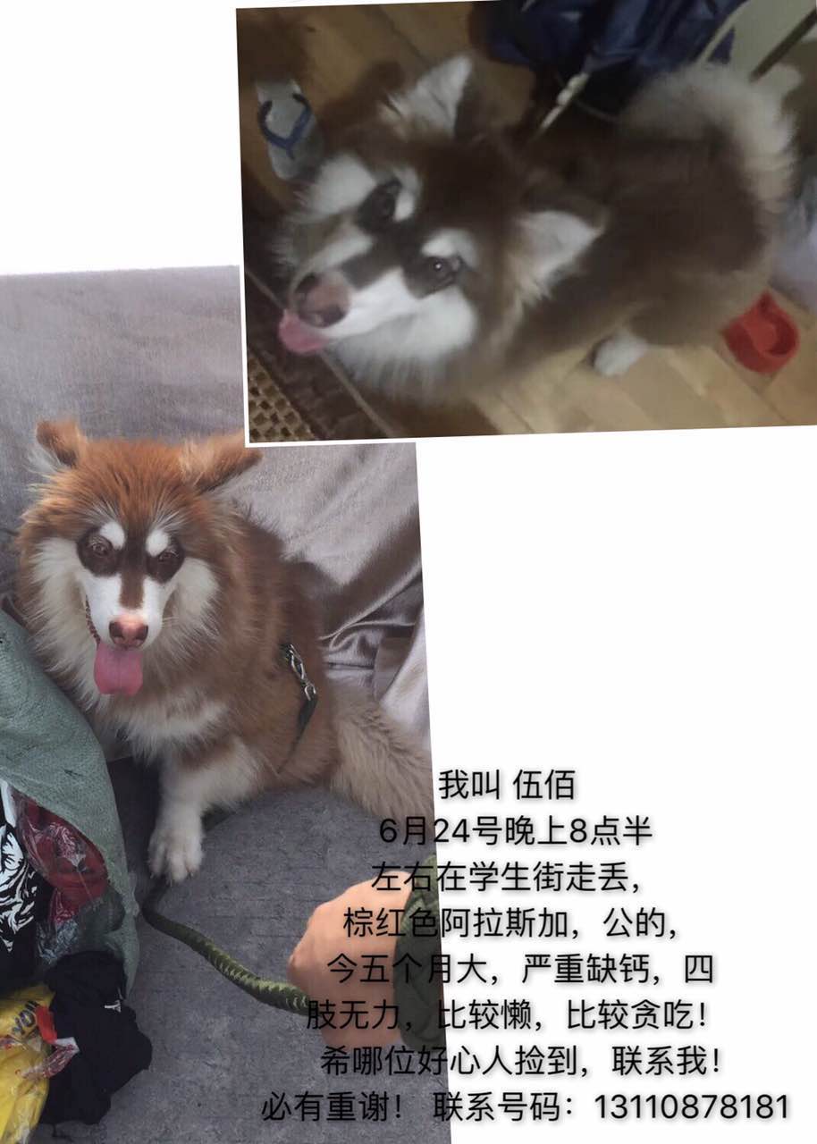 福州寻狗启事：阿拉斯加小白走失