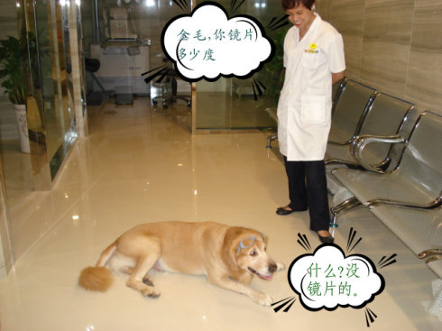 金毛犬一一走失求助，5000元悬赏，情急呼唤大家帮忙！