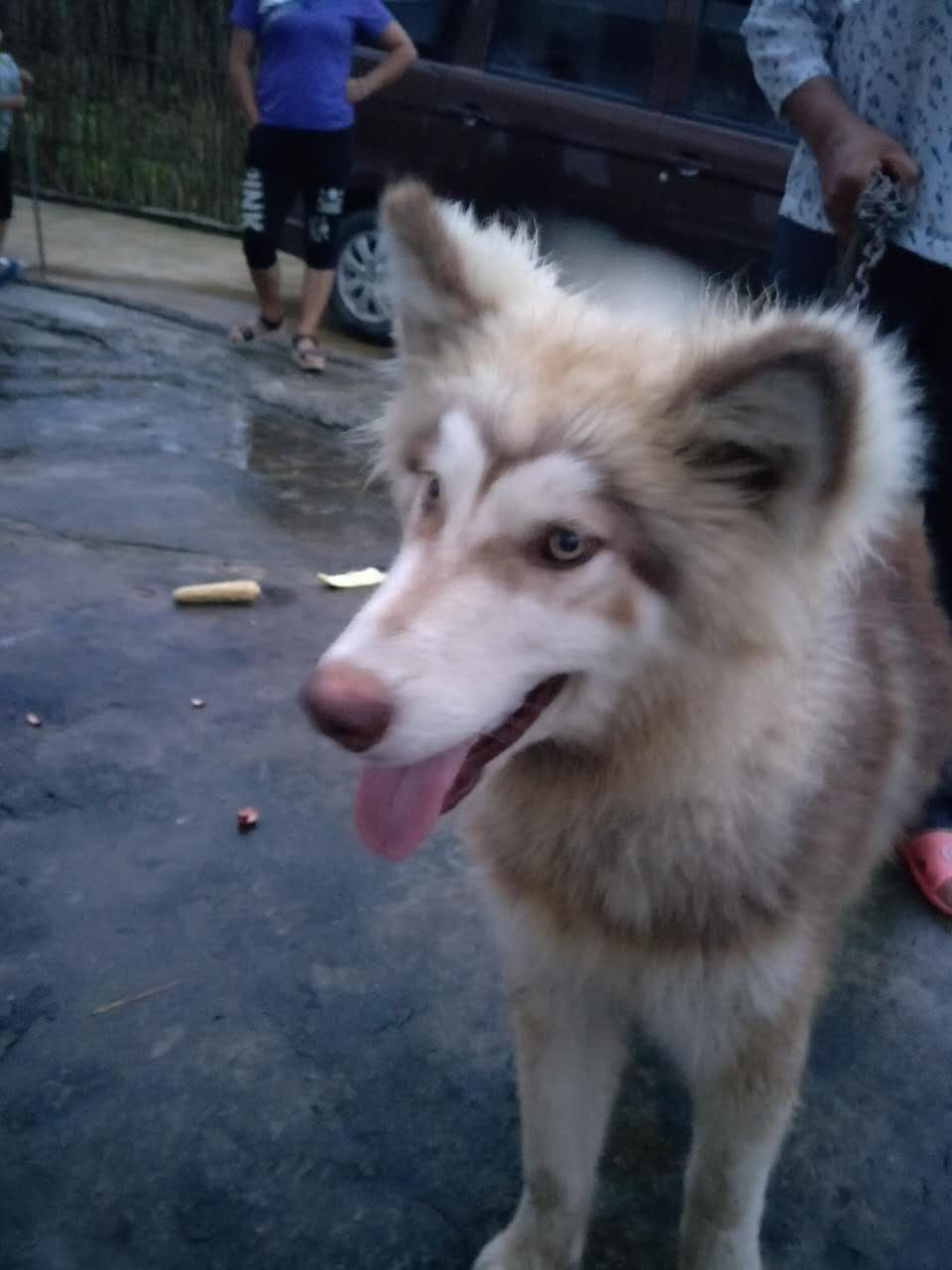 寻狗启事：柳州市城中区捡到阿拉斯加雪橇犬