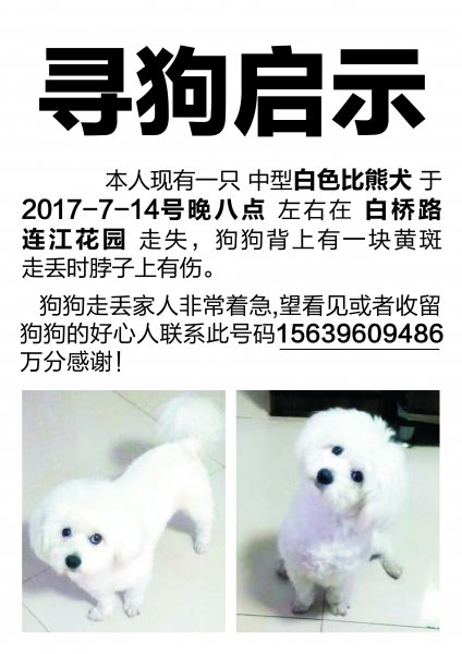 寻找自家爱犬小白，两岁比熊