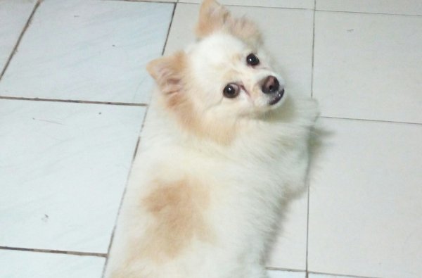 海南海口博美犬小美走失寻狗启事