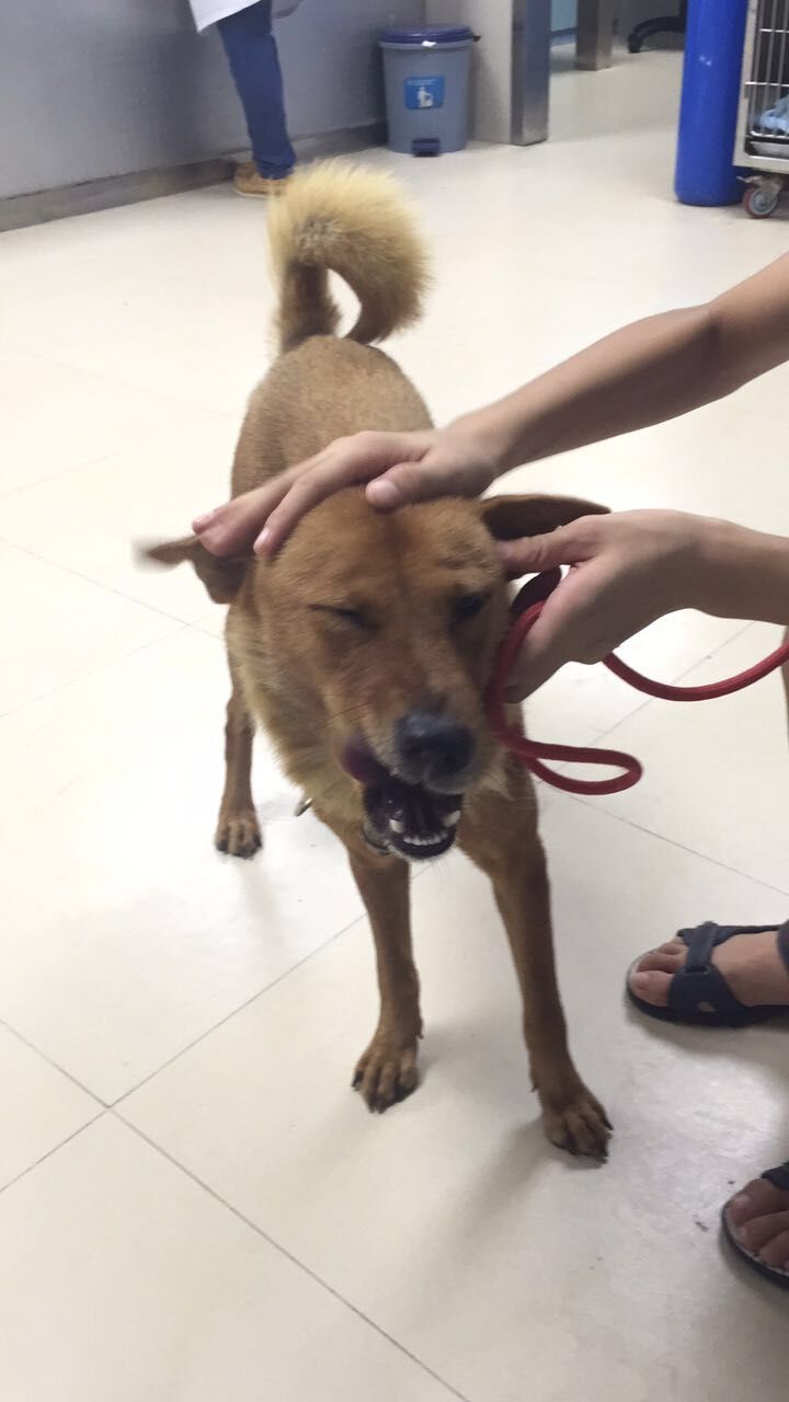1岁多母田园犬旺财寻找主人：深圳