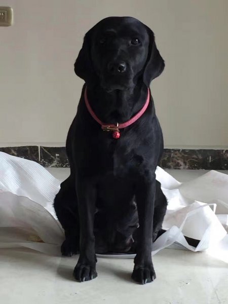 寻找丢失的黑色拉布拉多母犬！郑州金水区丢失！