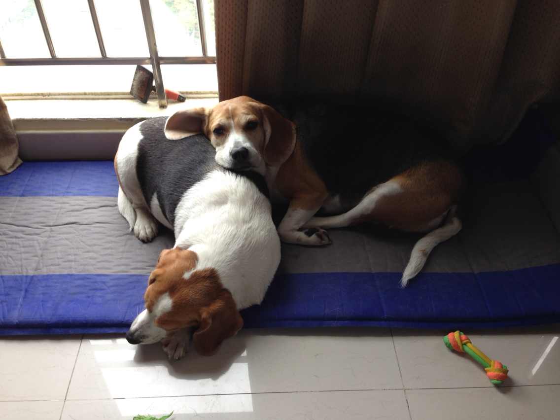 深圳寻狗启事：寻找失踪的比格犬旺财