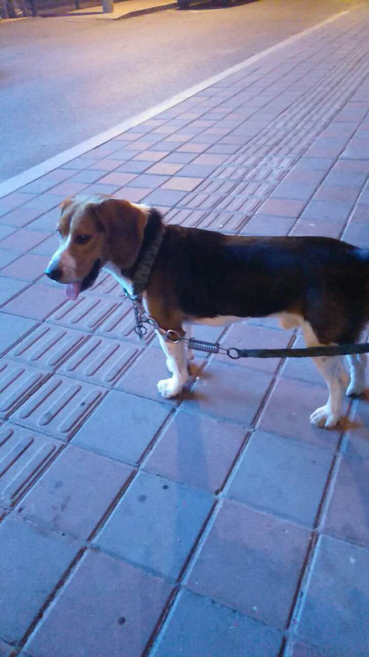 沈阳寻狗启事：比格犬盘盘走失，请帮忙寻找