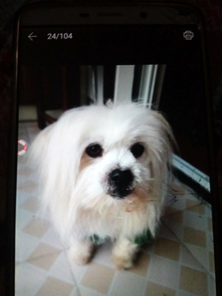 寻找白色西施母犬