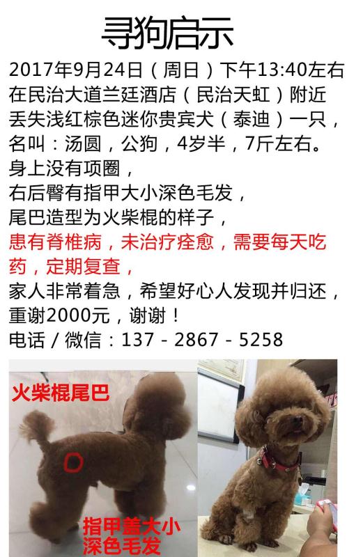 【寻狗启事】9.24龙华民治天虹附近丢失泰迪GG：汤圆
