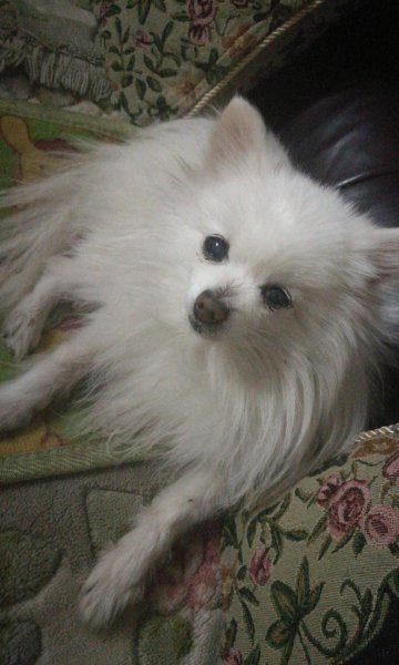 寻白色博美犬，必重谢