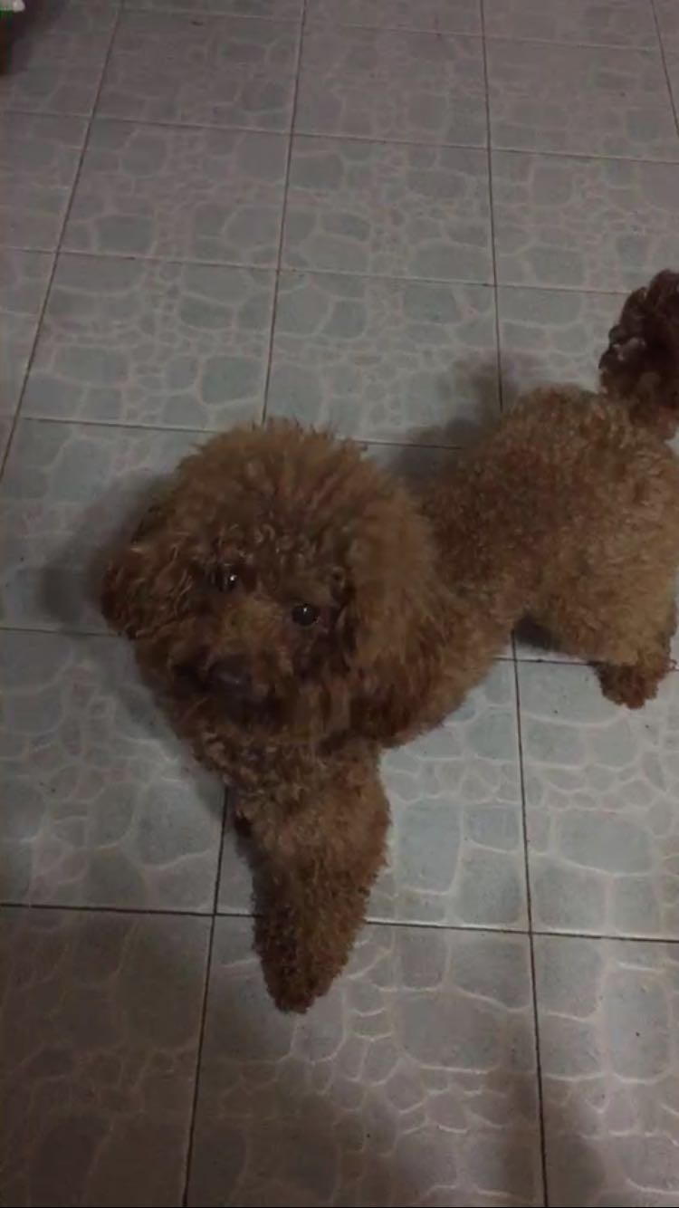 沈阳文体西路寻找爱犬