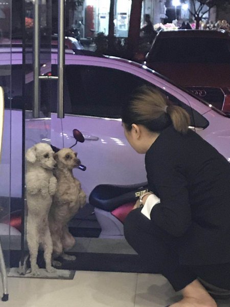 武汉中南国际城附近丢失白色贵宾犬小宝寻狗启事