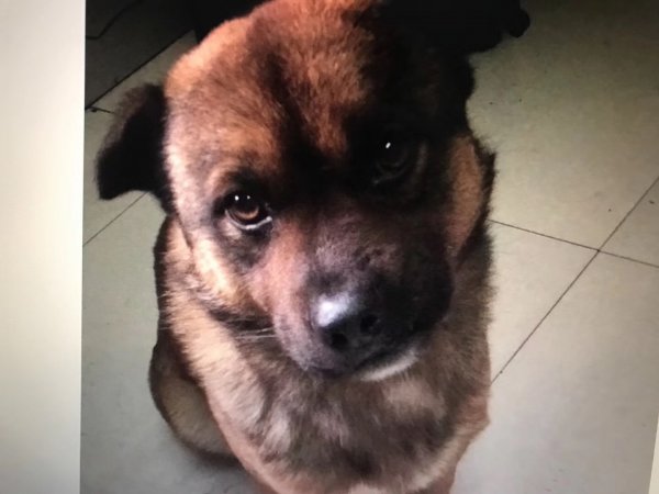 静海县城失踪田园犬寻找启事