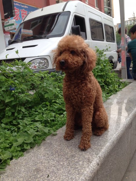 寻找我家贵宾犬小白的启事