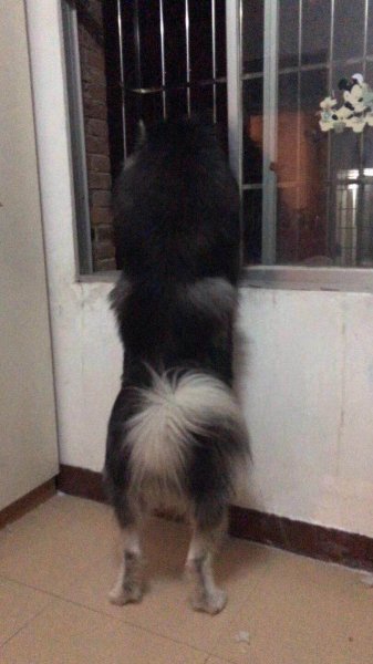 寻黑色阿拉斯加