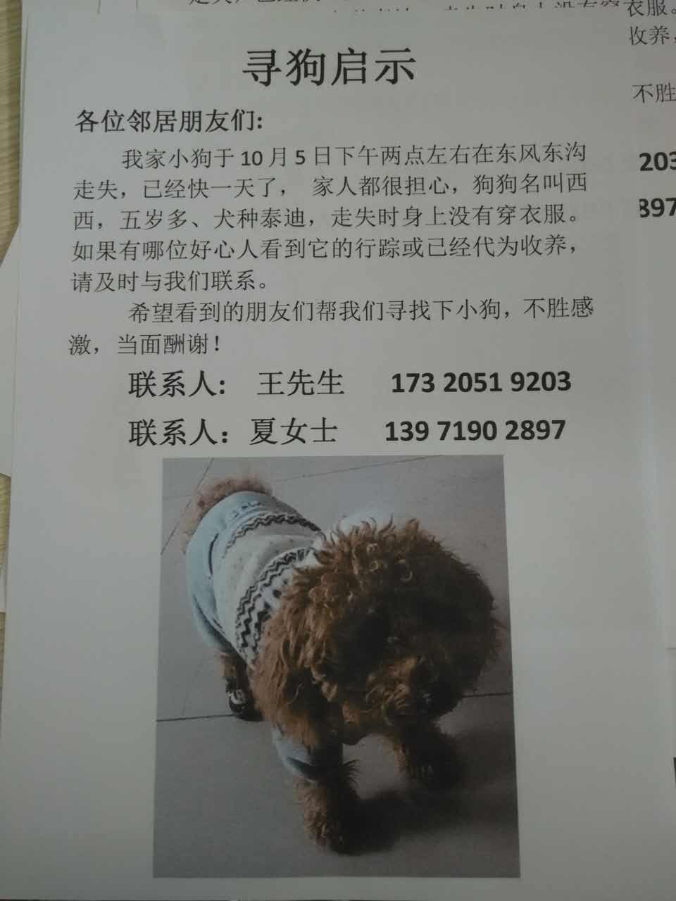 十堰市寻狗启事：急寻家中爱犬西西，请帮忙转发