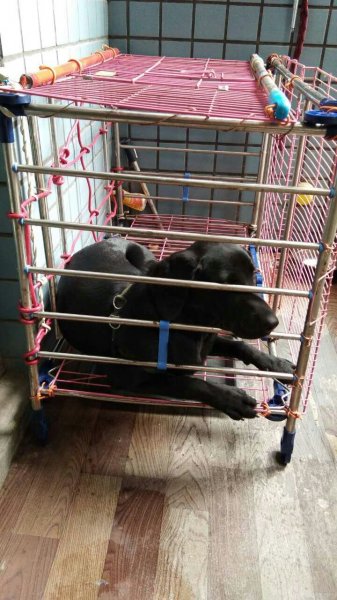 寻找拉布拉多犬“拉拉”的主人