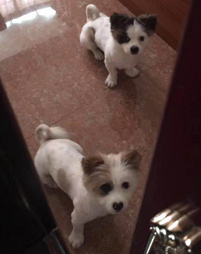 惠州||寻蝴蝶犬小花