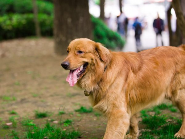 常州金坛区金毛犬简单走失急寻