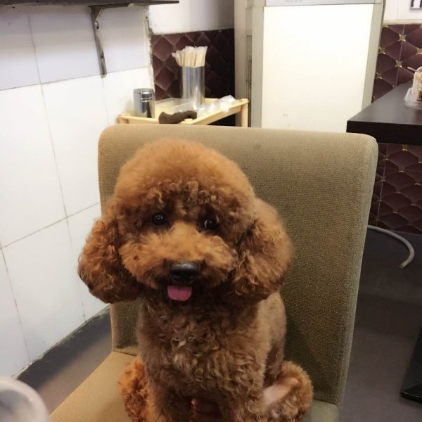 广州大石区泰迪狗谦谦走失寻狗启事