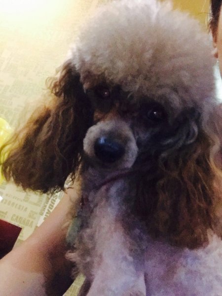 成都剑龙市场寻找徐布丁贵宾犬