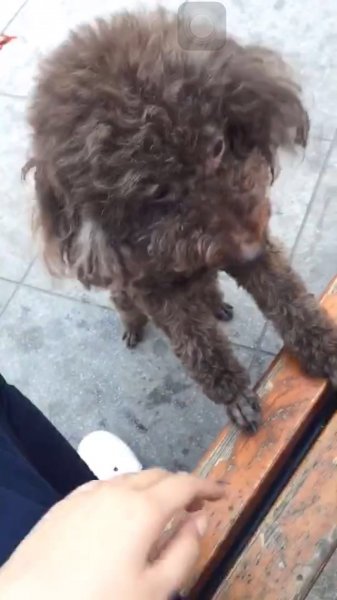大连寻找咖啡色泰迪豆丁