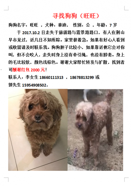 寻找狗狗：旺旺