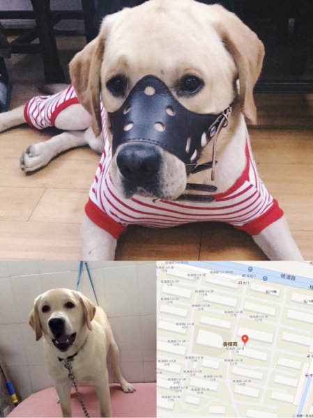 【紧急寻狗】10月10日普陀区桃浦路1341弄小区遗失拉布拉多犬