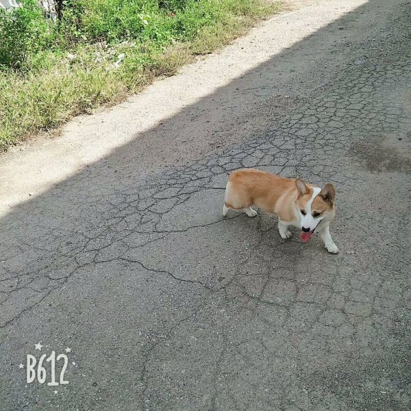 唐山柯基寻狗启事，重金找爱犬