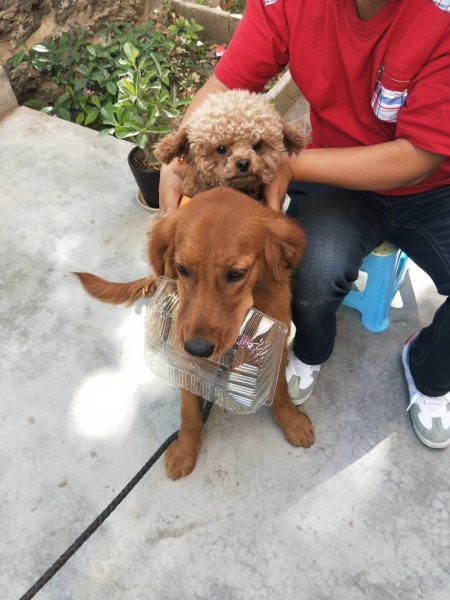 寻找走丢的棕色小泰迪