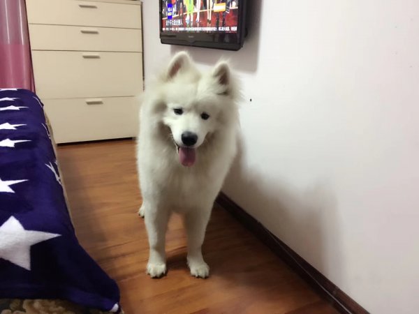 天津大桥道河东区寻狗启事：萨摩耶饭团走失