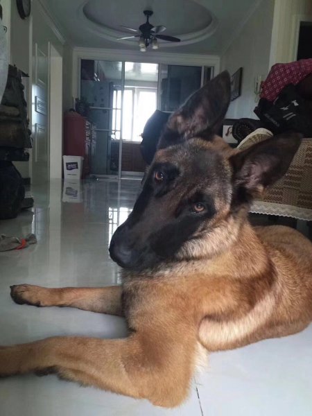【寻狗启事】米东区走失母马犬玛莎寻回启示