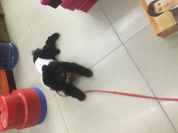 1000酬谢，请帮我找爱犬